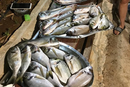 Festivities guests sea